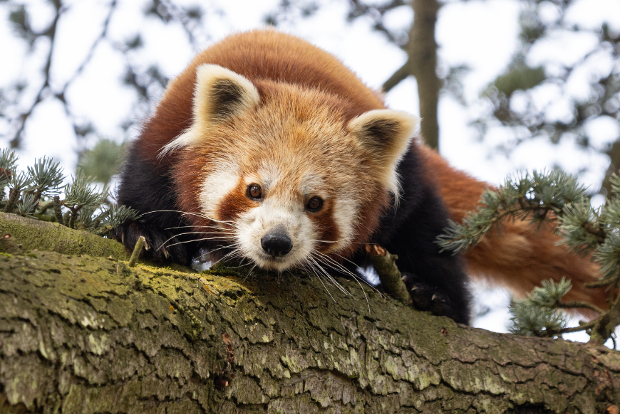 Red Panda